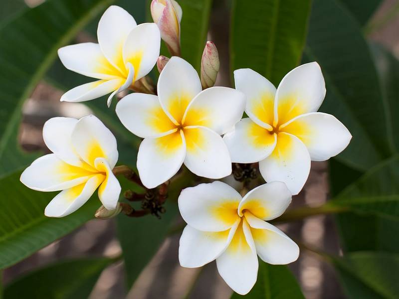 Huile de massage Kitama Leelawadee au parfum de frangipanier