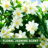 Thai Liquid soap jasmine with rice extract 250ml
