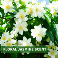 Thai Flüssigseife Jasmin mit Reis-Extrakt 500ml