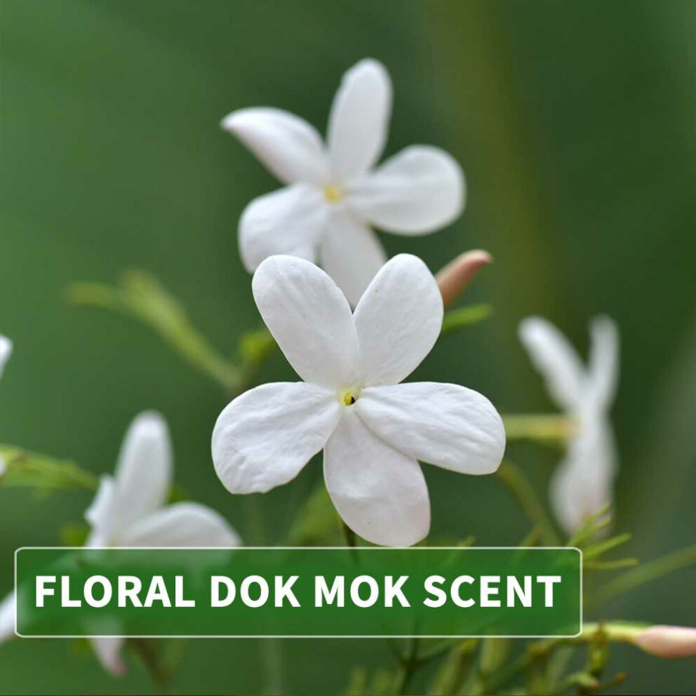 Thai liquid soap dok mok with rice extract