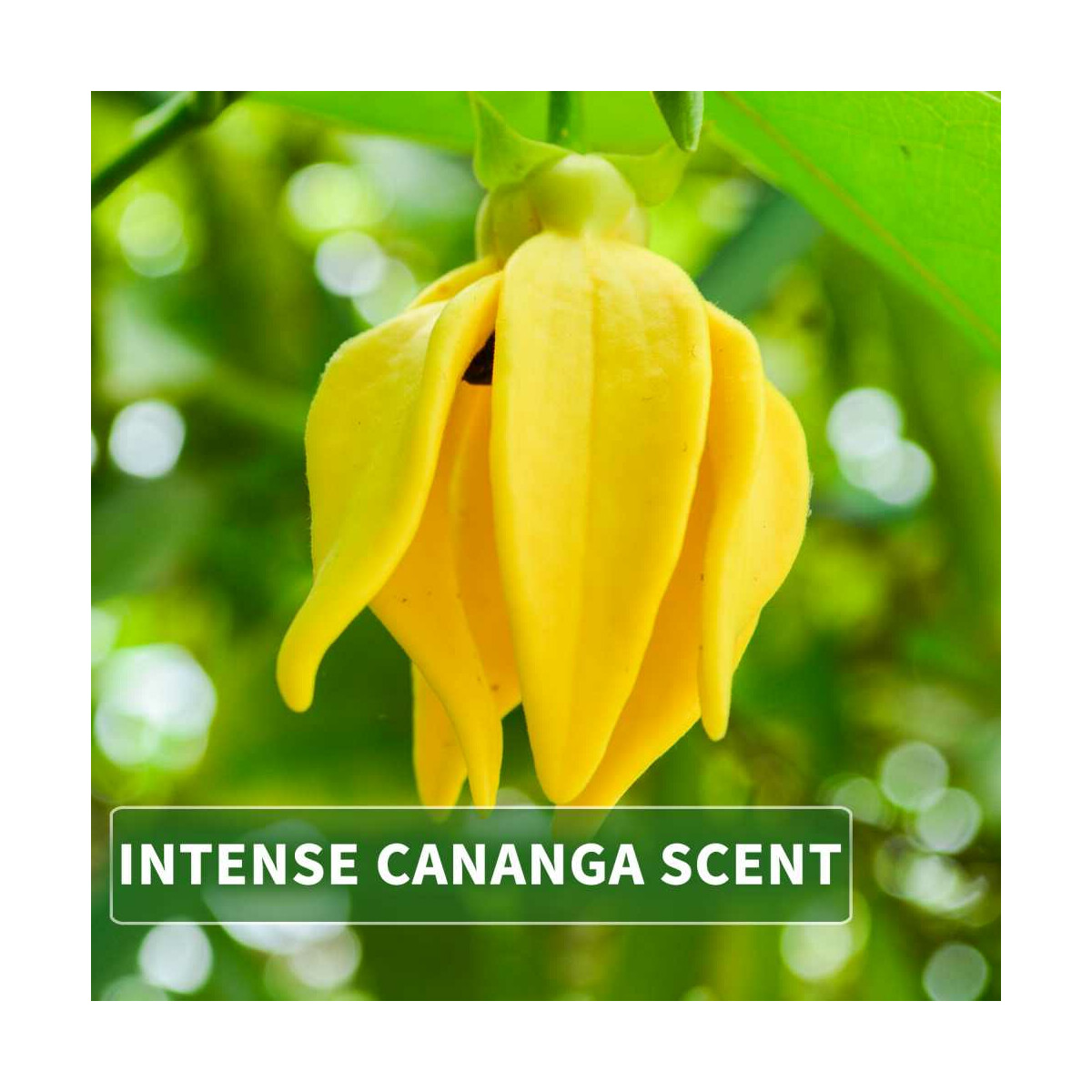Thailändische Flüssigseife Ylang Ylang mit ReisExtrakt
