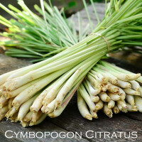 Citrongräs Pandanus Te 100g