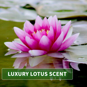 Huile de massage arôme Lotus