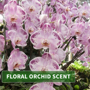 Huile de massage arôme Orchidée