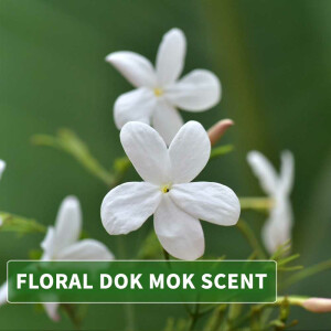 Aceite de masaje aroma Dok Mok (Jazmín de agua) 250ml