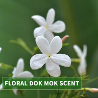 Aceite de masaje aroma Dok Mok (Jazmín de agua) 1000ml