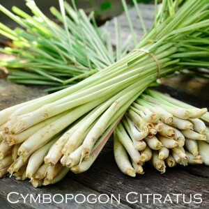 Lemongrass Pandan Tea 500g