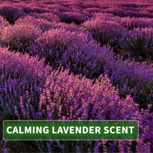 Massageöl Aroma Lavendel