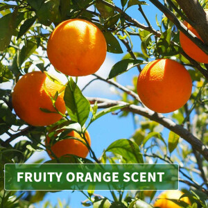 Huile de massage arôme Orange