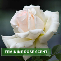 Huile de massage arôme Rose 500ml