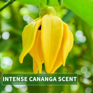 Perfume oil Ylang Ylang Cananga 100ml