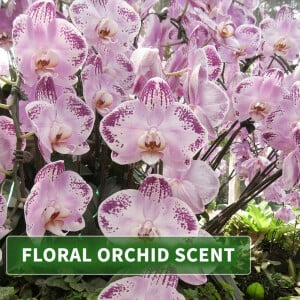 Huile de parfum Orchidée 100ml